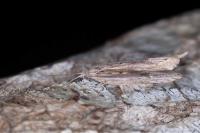 Ypsolopha mucronella