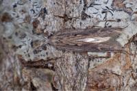 Ypsolopha mucronella
