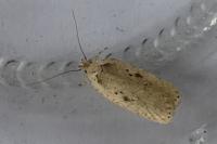 Agonopterix yeatiana