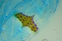 Agonopterix scopariella