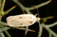 Agonopterix scopariella