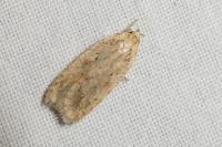 Agonopterix xeranthemella