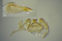 Oxypteryx parahelotella