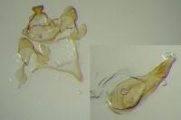 Oxypteryx parahelotella