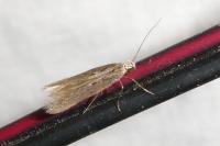 Oxypteryx parahelotella