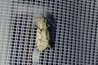 Diurnea fagella