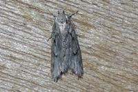 Semioscopis avellanella