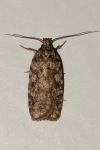 Agonopterix ferocella