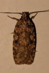 Agonopterix ferocella