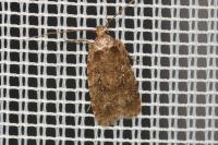 Agonopterix ciliella/heracliana
