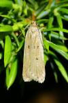 Acompsia