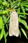 Acompsia