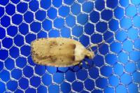 Agonopterix