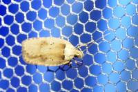 Agonopterix