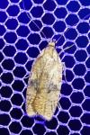 Agonopterix doronicella