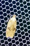 Agonopterix doronicella