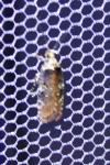 Agonopterix purpurea