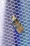 Agonopterix purpurea