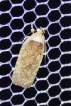 Agonopterix scopariella