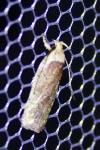 Agonopterix scopariella