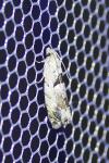 Epinotia ramella
