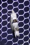 Epinotia ramella