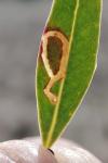 Rosetea rosetella