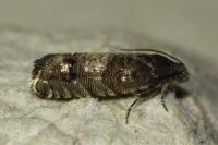 Pammene splendidulana