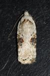 Agonopterix alstroemeriana