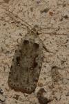 Agonopterix ocellana