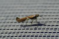 Caloptilia stigmatella