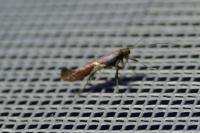 Caloptilia stigmatella