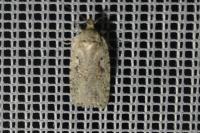 Agonopterix ocellana