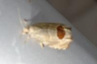 Notocelia uddmanniana