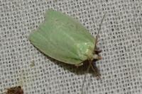 Tortrix viridana
