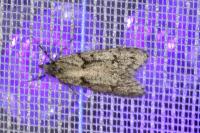 Diurnea fagella