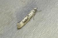 Yponomeuta irrorella