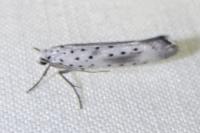 Yponomeuta irrorella