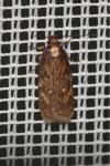 Depressaria albipunctella