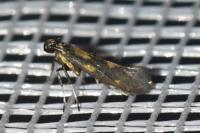 Euspilapteryx auroguttella