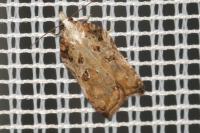 Acleris cristana