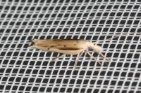 Ypsolopha mucronella