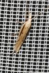 Ypsolopha mucronella