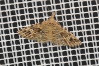 Alucita hexadactyla