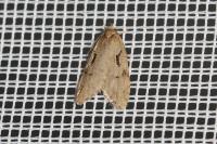 Semioscopis steinkellneriana