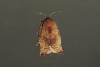 Cacoecimorpha pronubana