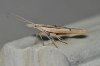 Ypsolopha mucronella
