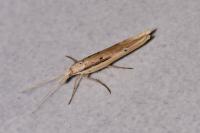 Ypsolopha mucronella
