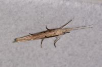 Ypsolopha mucronella