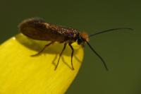 Micropterix calthella